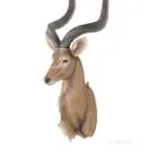 AT001 Anne Home - Antelope Head Wall Decorative at001-anne-home-antelope-head-wall-decorative-l02.jpg