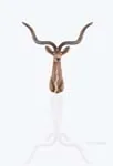 AT001 Anne Home - Antelope Head Wall Decorative at001-anne-home-antelope-head-wall-decorative-l07.jpg